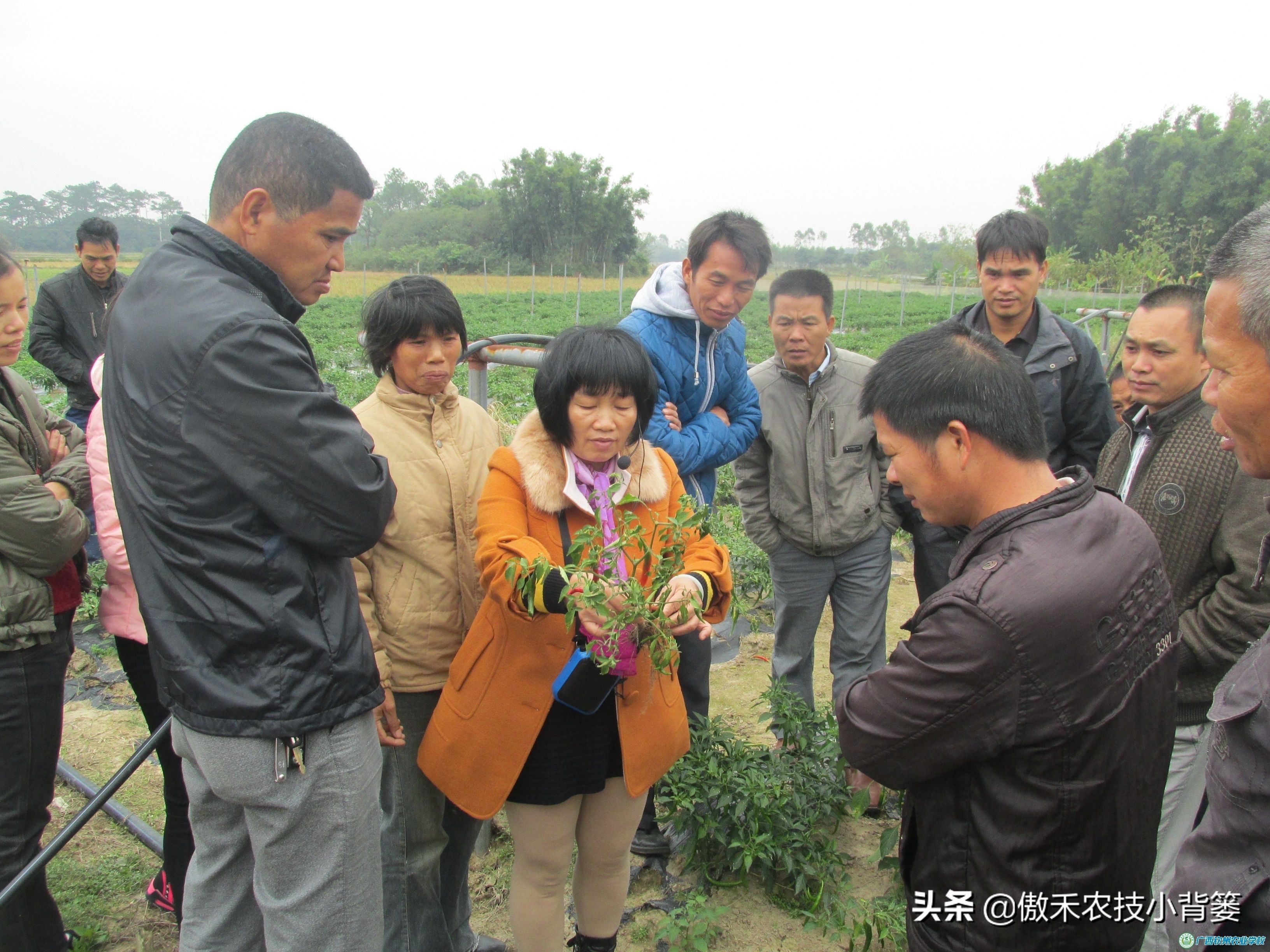 作物发生药害后的缓解方法,生长调节剂产生的药害