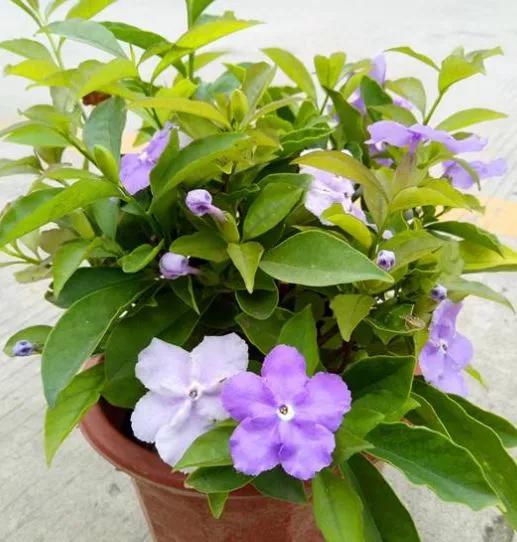 魅力独特的鸳鸯茉莉