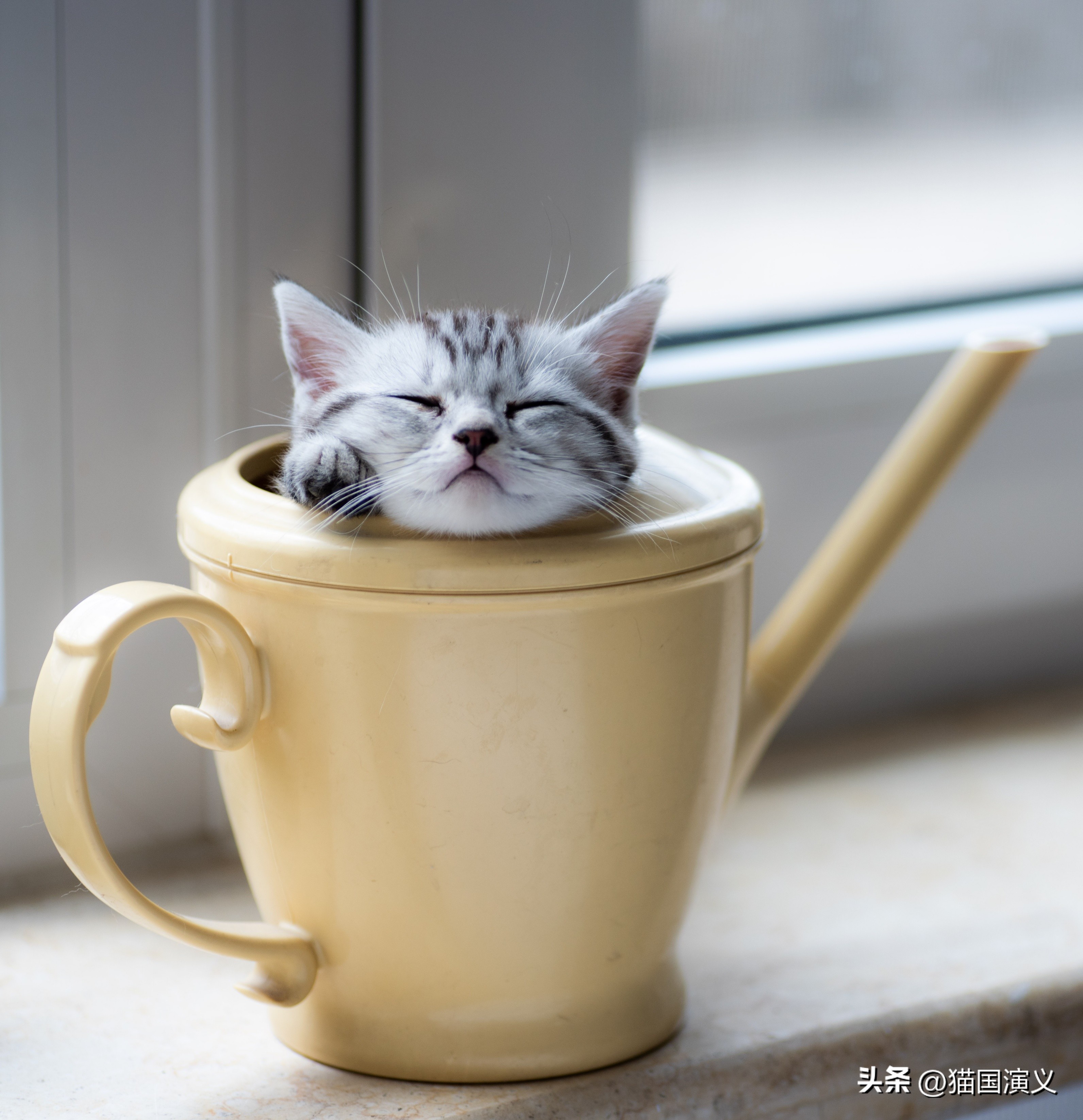 怎么让猫咪熟悉自己的猫窝 (猫咪适合什么样的猫窝)