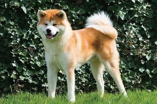 一小战士被鬼子推进狼狗池，10条狼狗扑上来，他冷笑：再多来几只