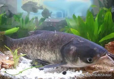 怎么让花白鲢活过两天,花白鲢的养殖技术与方法