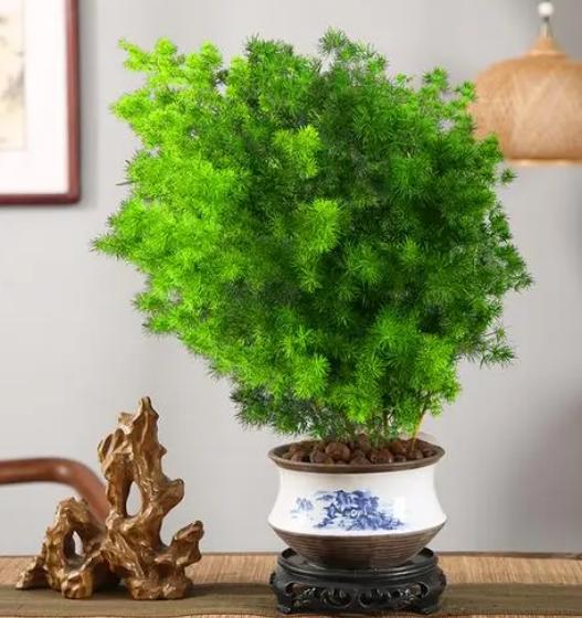 办公室适合摆放什么盆栽植物,老板摆放办公室十种最旺气的盆栽