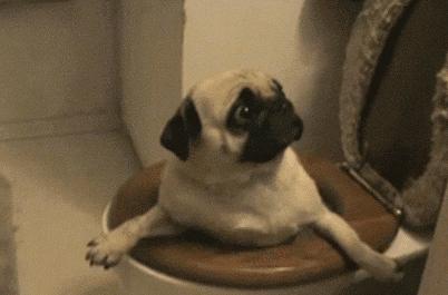 别再傻乎乎的乱买狗狗,狗狗有必要买狗窝吗