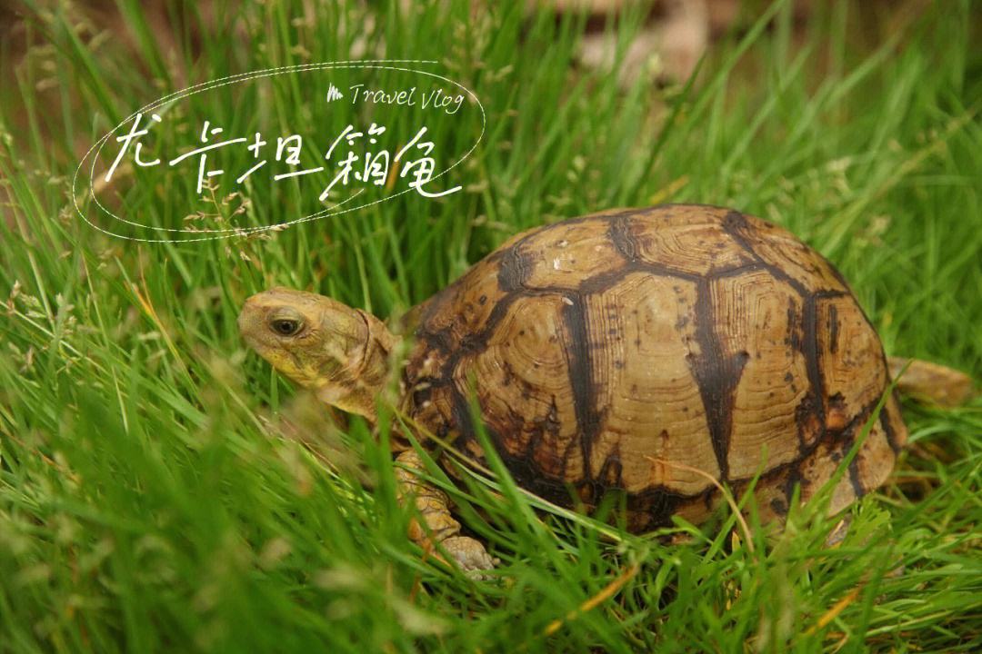 箱龟种类及图片,箱龟品种大全