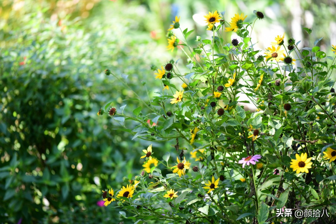 光辉岁月向日葵单朵花能开多少天,光辉岁月向日葵开花效果