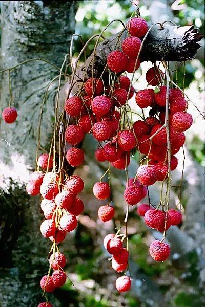 茂名60年来引进最大的项目,高州市未来重大投资项目