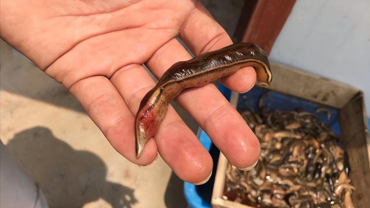 水蛭立体养殖箱制作材料,牡丹江水蛭立体养殖