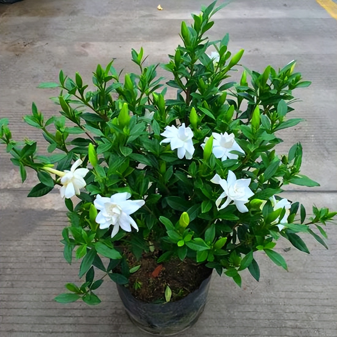 水培栀子花叶子发黑出油,怎样养好栀子花盆栽视频