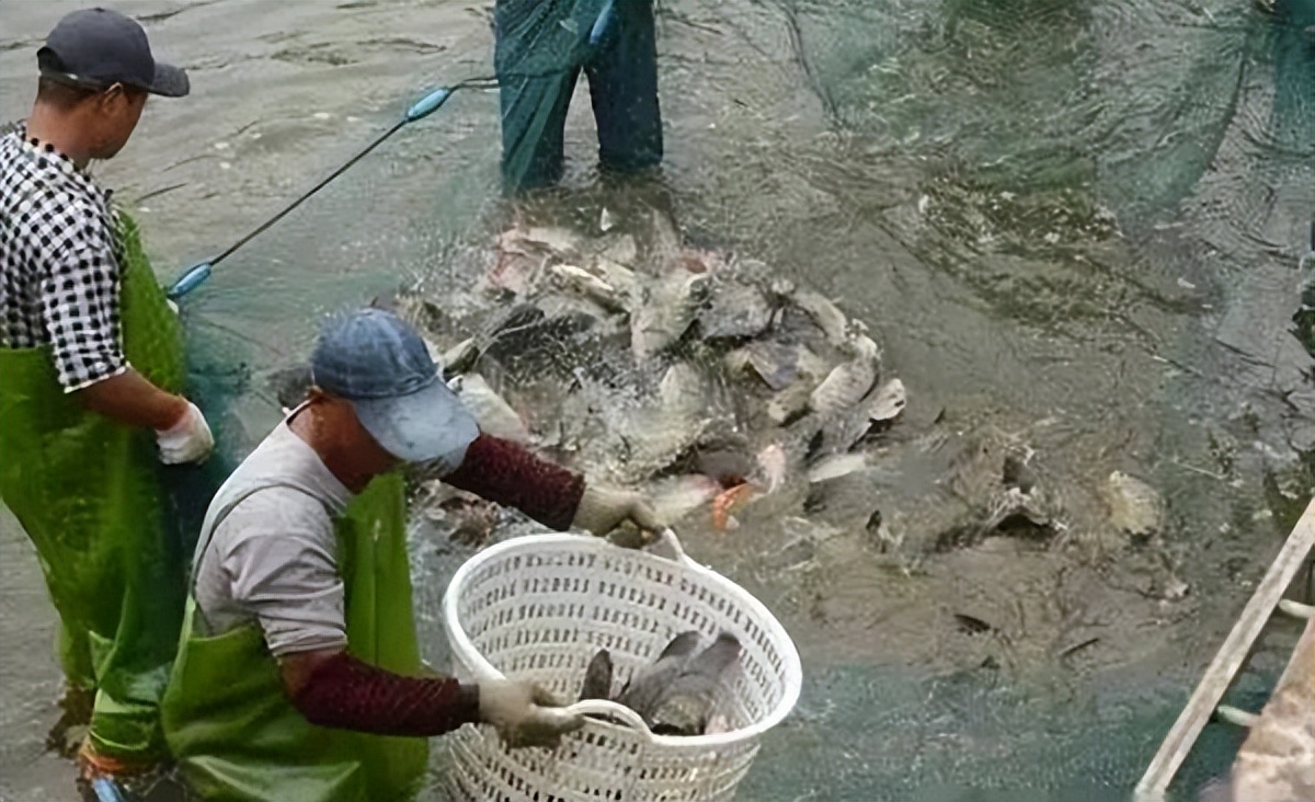 养鱼老道水霉病和白毛病的区别,池塘养鱼水霉病的鱼怎么治疗