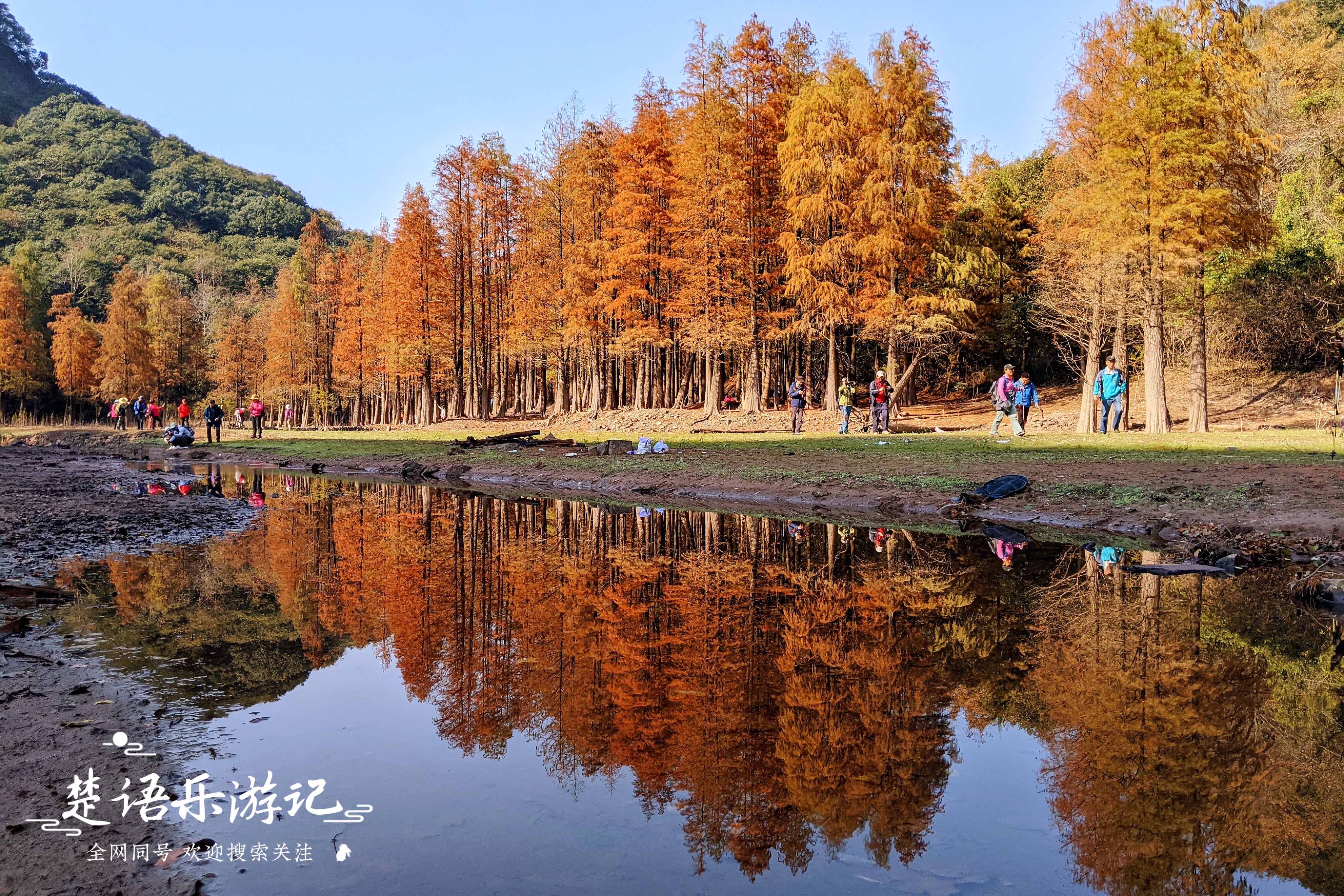 绝美水杉林,绝美水杉林视频