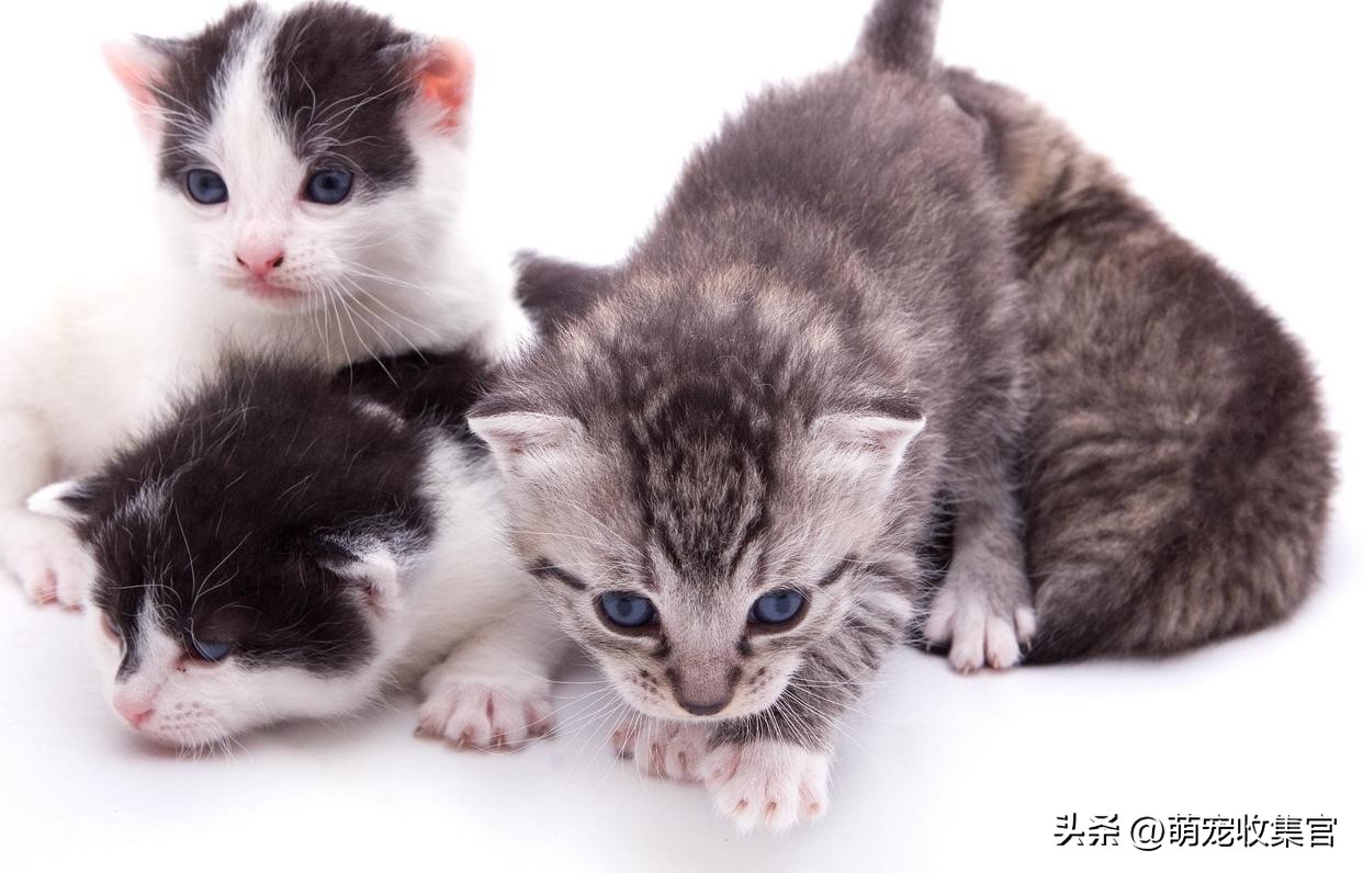 母猫老是把小猫到处藏,母猫只把一只小猫藏起来