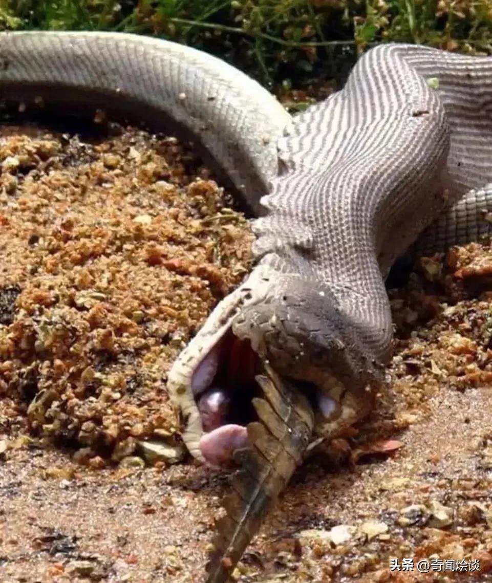 巨蟒捕食真实视频,巨蟒捕食鬣狗视频大全