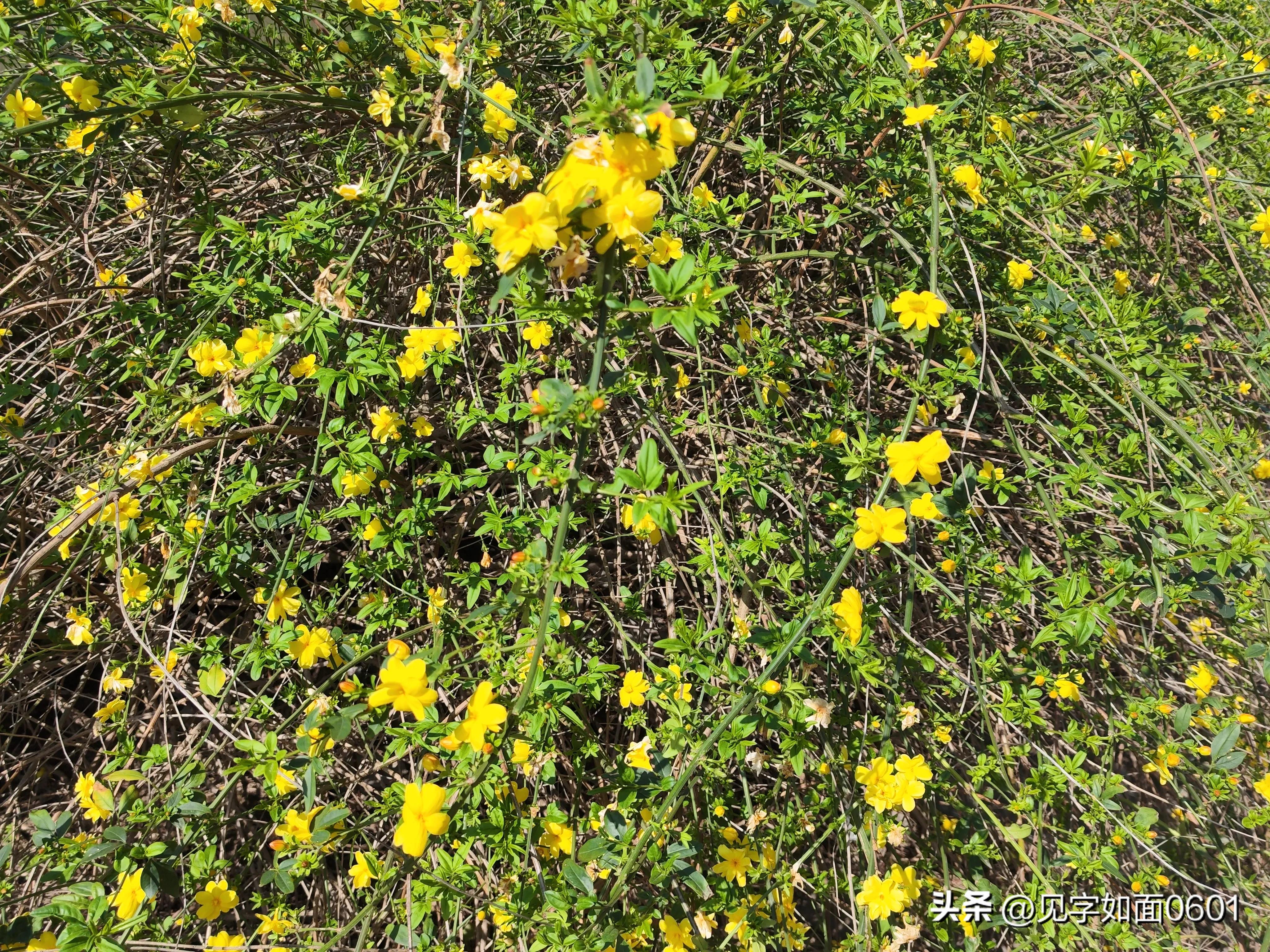 一日一花·野迎春