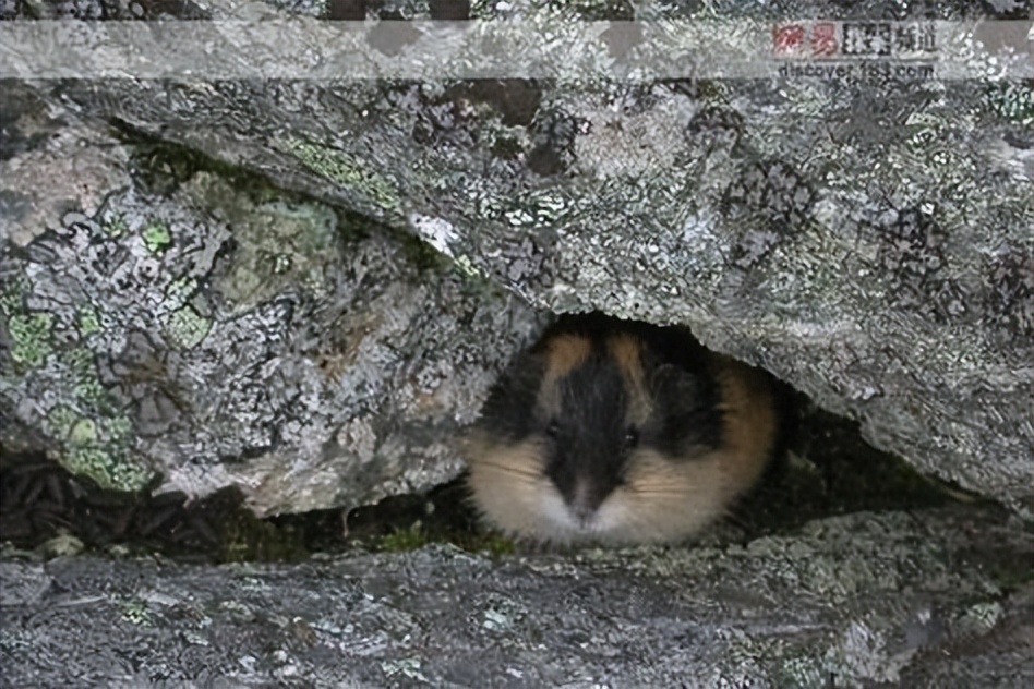 旅鼠之谜的启示,旅鼠之谜的教案