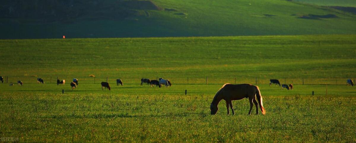 希拉穆仁大草原旅游攻略,内蒙古希拉穆仁大草原夜景