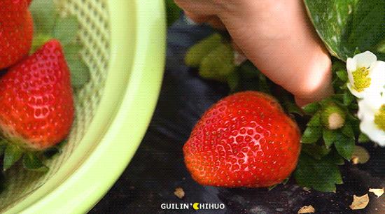 2022桂林周边摘草莓区域,桂林摘草莓的地方