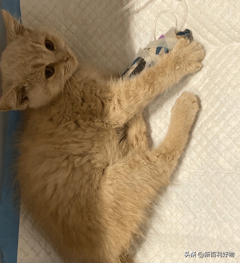 如何知道猫猫得了猫瘟,小奶猫得猫瘟多久度过危险期