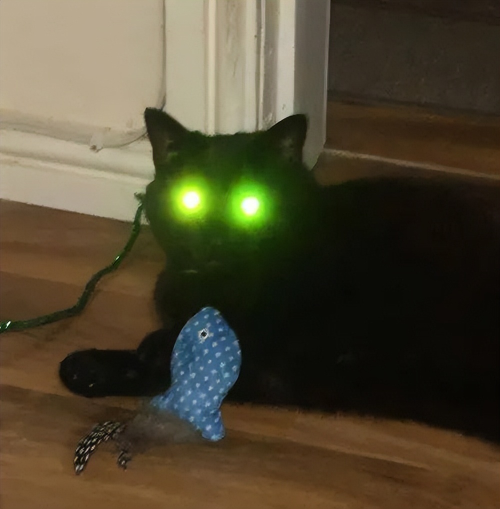 黑猫为什么被弃养,黑猫吃太多被弃养