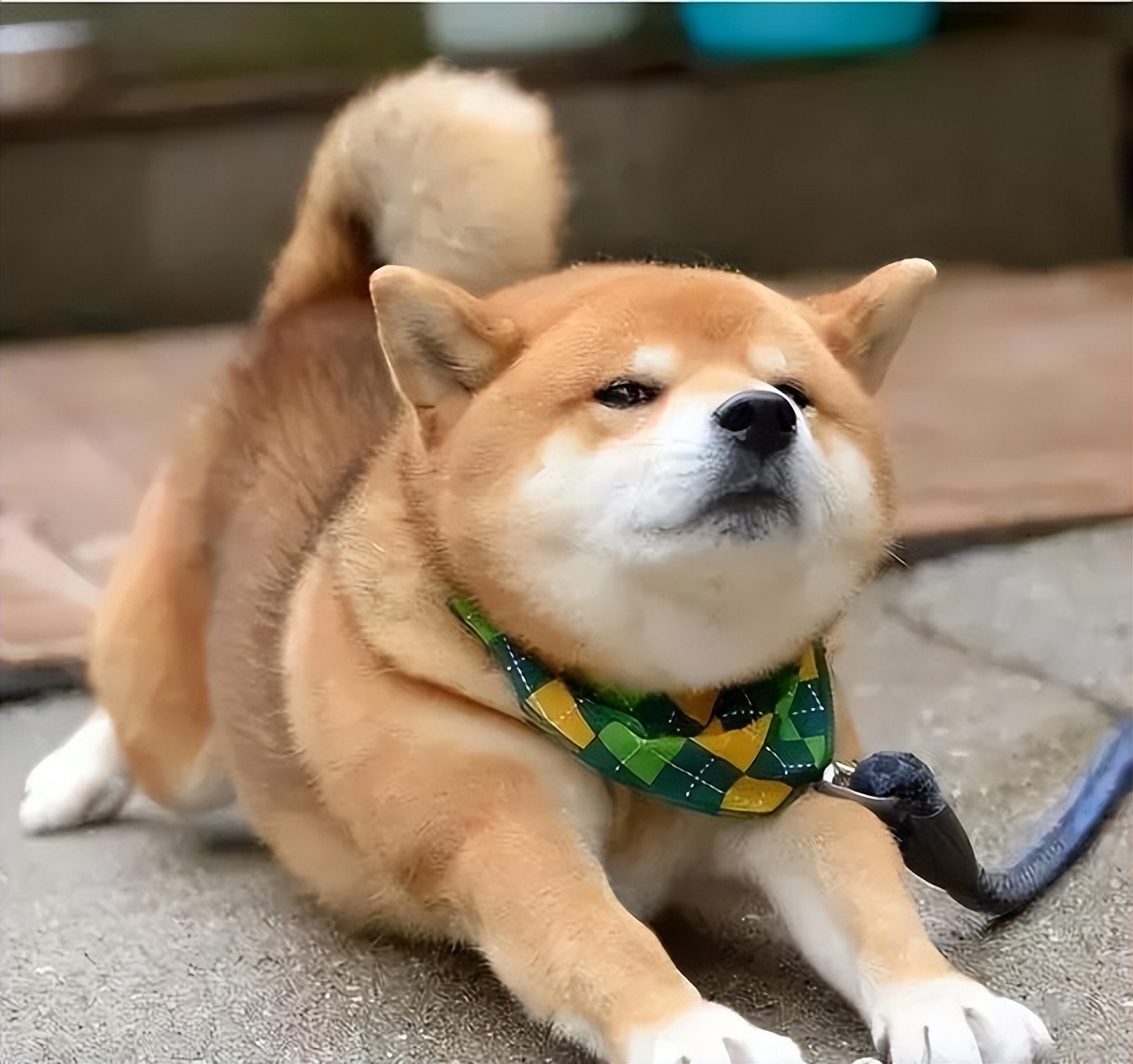 狗狗喜欢舔人是什么原因呢,狗狗总是舔爪子是什么原因