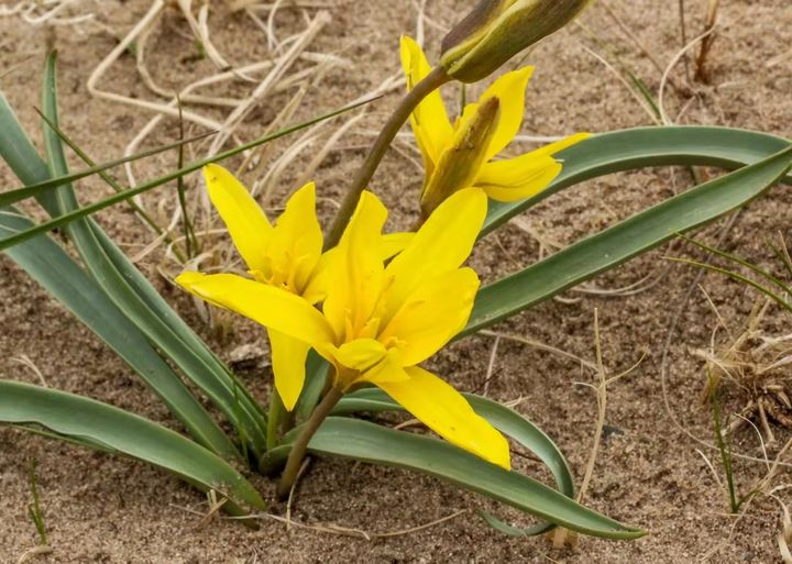 一种消失40年的郁金香重现内蒙古沙漠,只有一公顷,很有科研价值