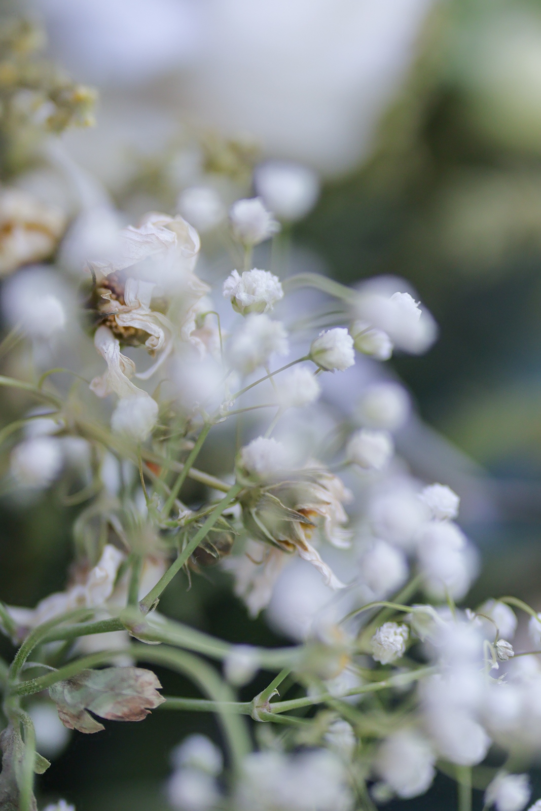 佳能eosr50深度评测,佳能eosr50优缺点