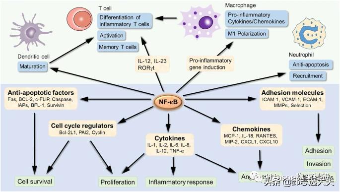 深度解析nfc,nf-rb信号通路