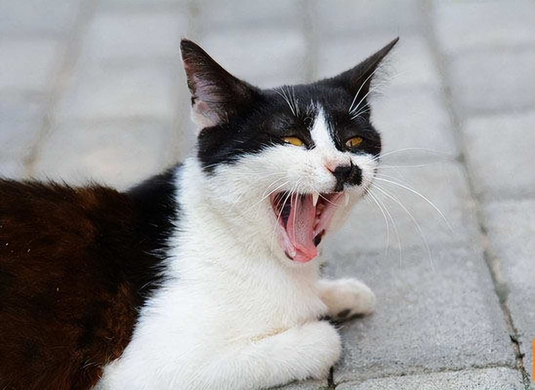 辽宁国家粮仓遭鼠患，员工训练流浪猫当兵入伍，厂内上演猫鼠大战