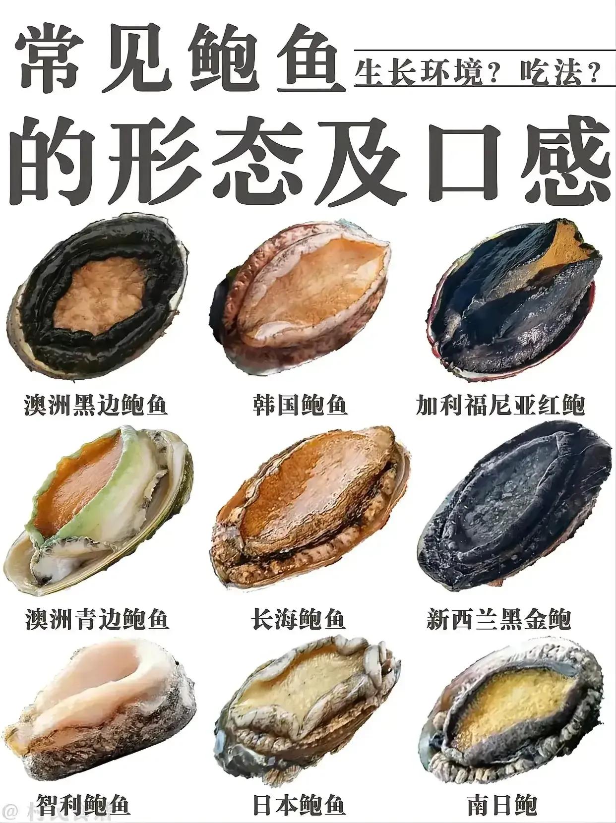 鲍鱼很多种不认识？教你它们的区别和口感，以及吃法
