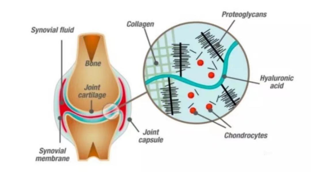 口服玻尿酸有专家论证说好吗,口服玻尿酸对睡眠的作用