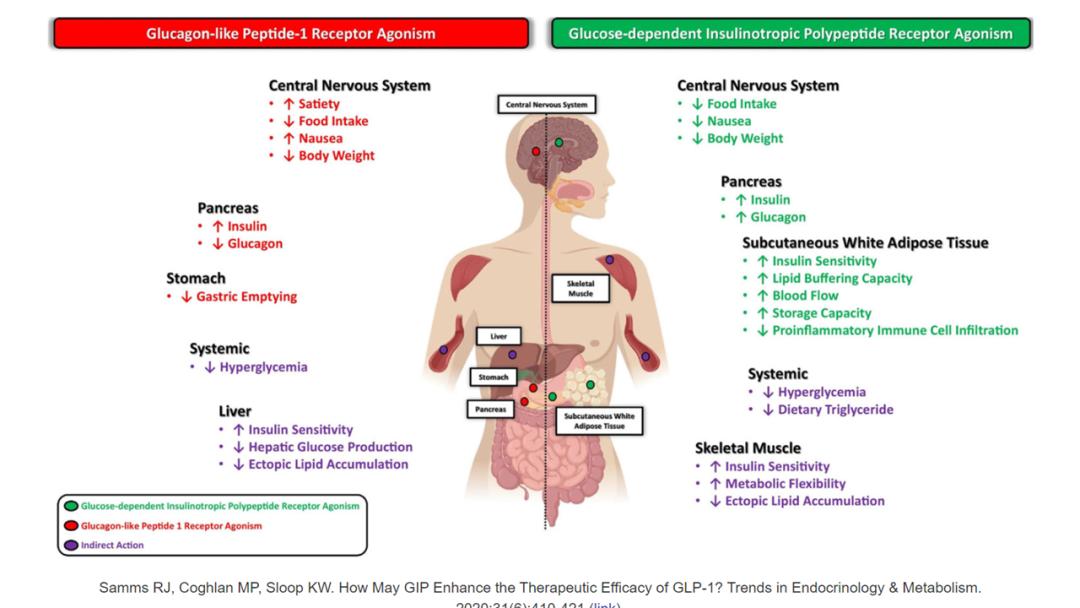 glp1受体激动剂减重,glp-1受体激动剂减肥效果