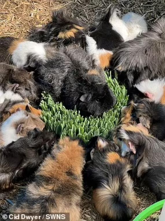 豚鼠被主人遗弃,前主人抛弃在出租屋里领养的猫咪