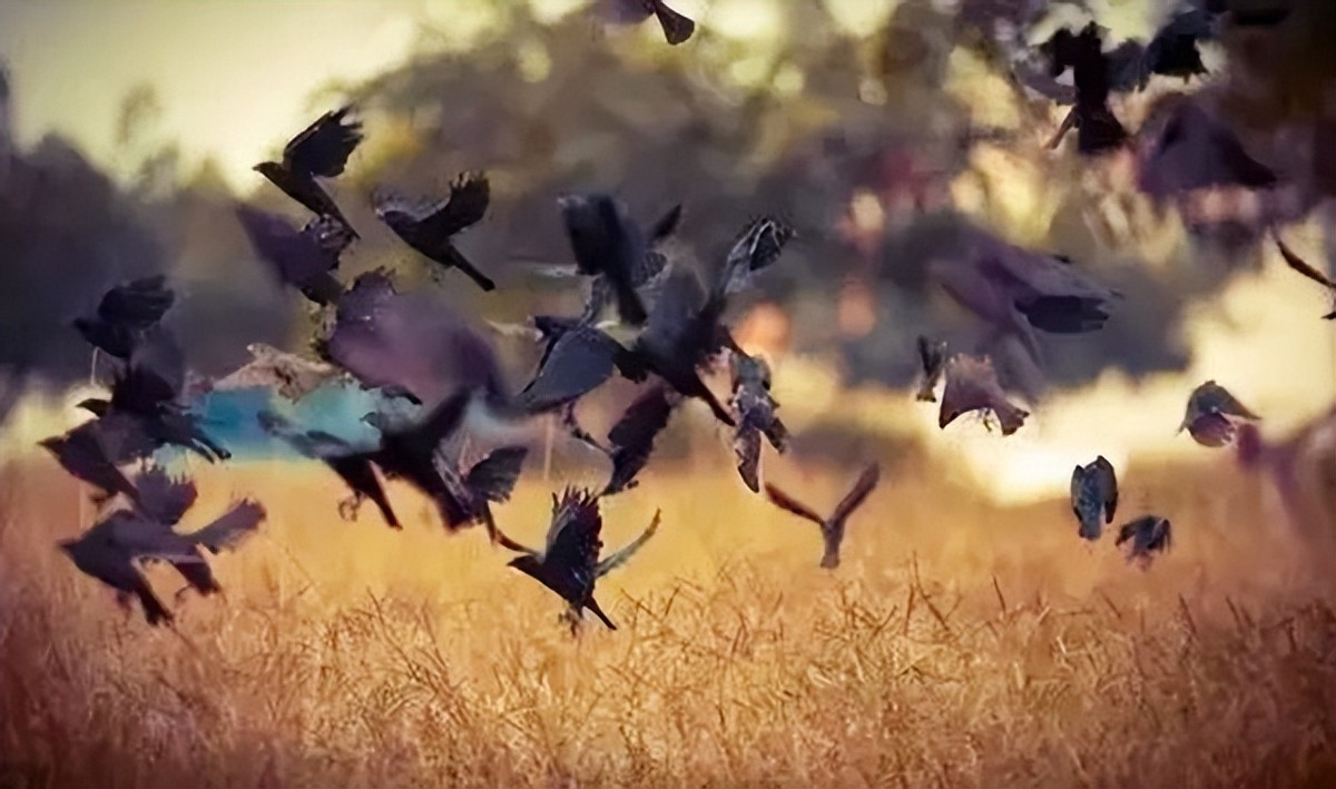 山东孔林为何能乌鸦远避，蛇类不侵？老祖宗的智慧让人叹服