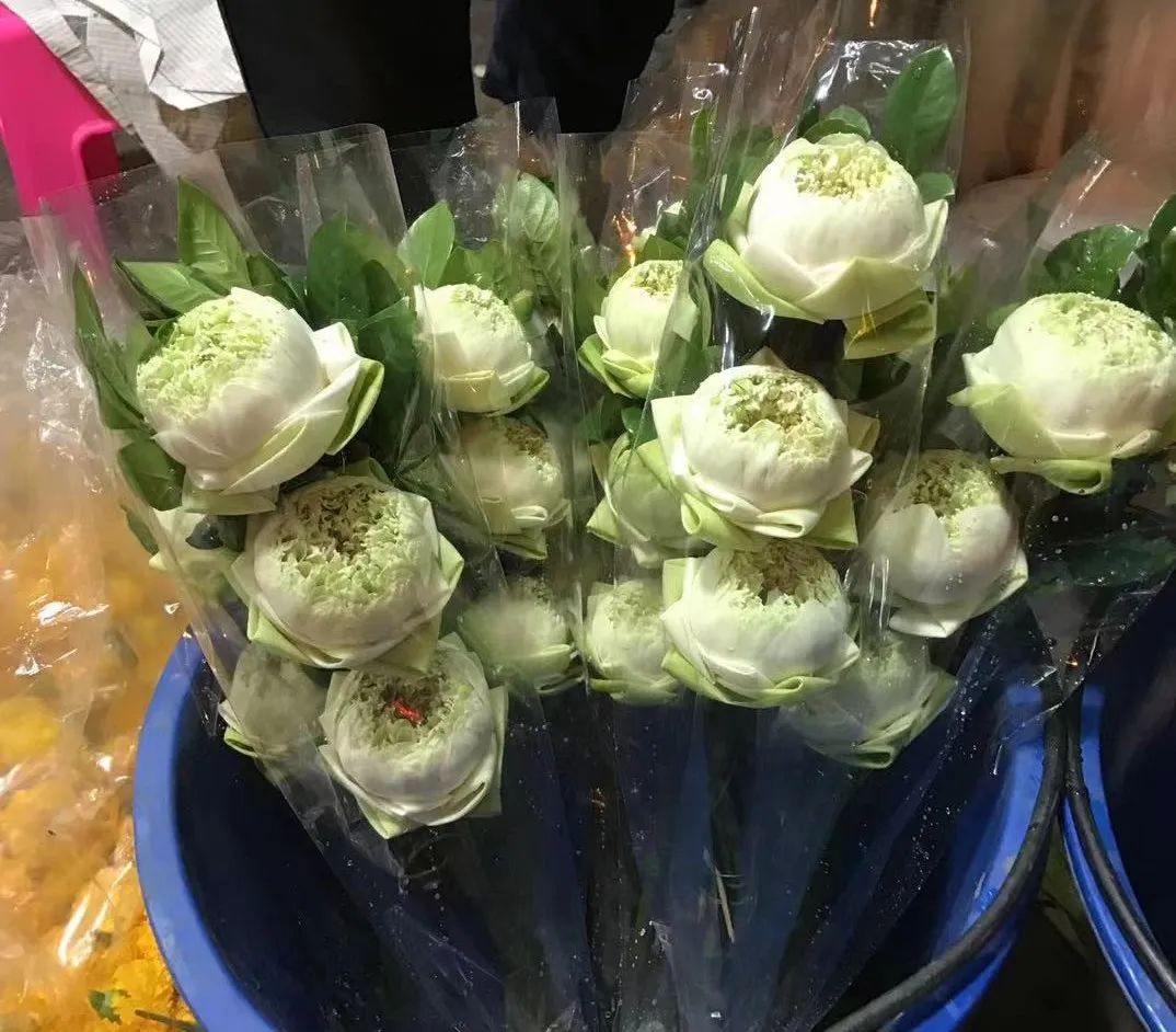 荷花种植什么品种好看,荷花种植范围有哪些品种