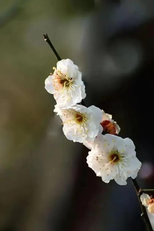 梅花淡淡香——记苏州大学“国培”有感