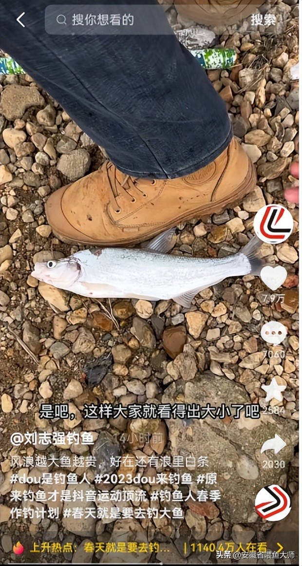 岳阳钓白条，大的有八两，网友:这是白条？这难道不是翘嘴？