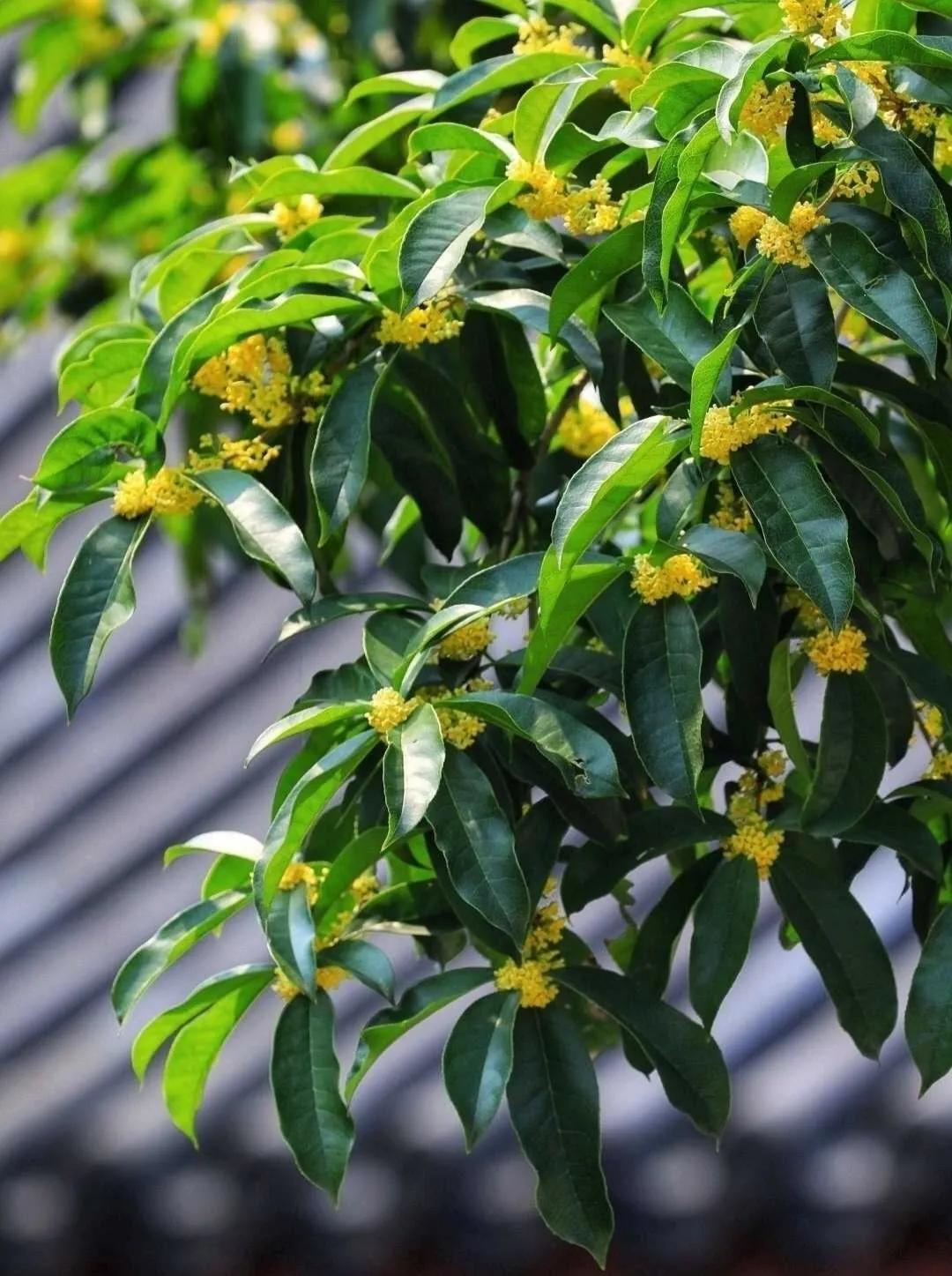 捣练子·*钟金**鸣