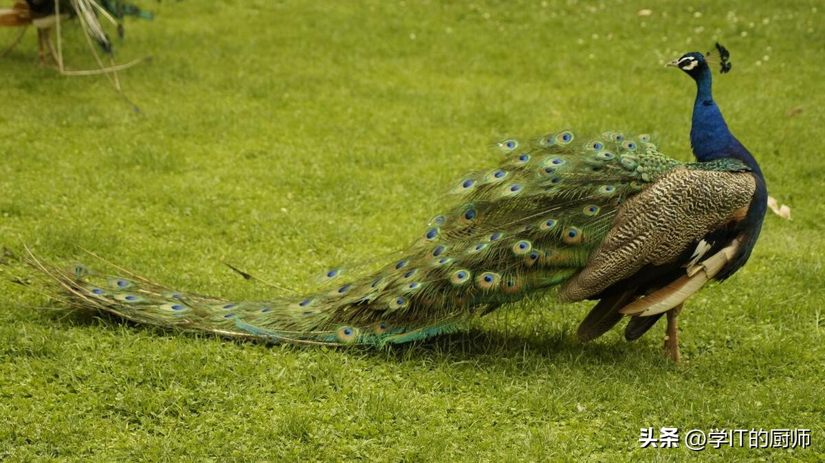 孔雀养殖创业推荐,孔雀养殖致富案例