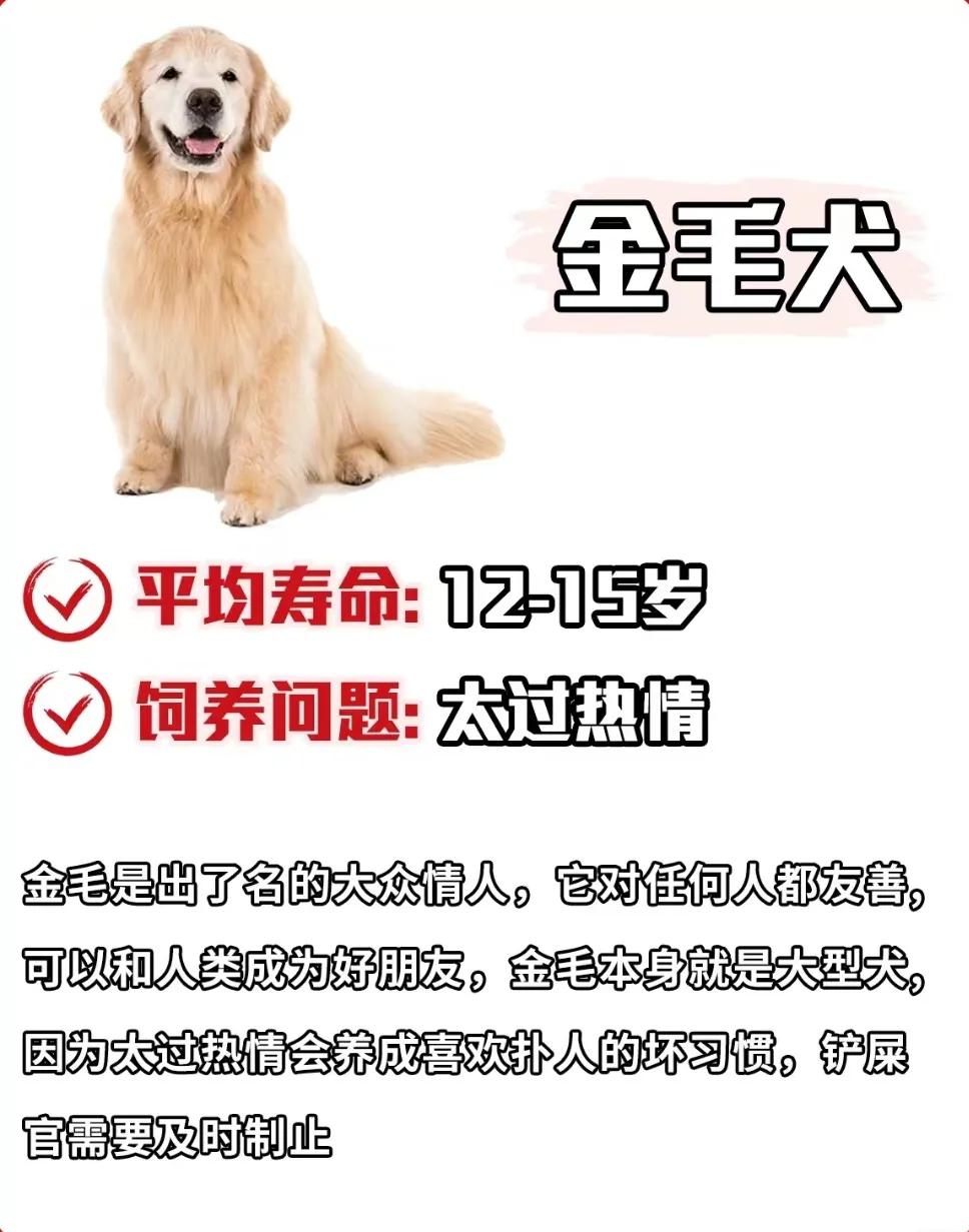 雪纳瑞狗狗的寿命,寿命最短的狗狗