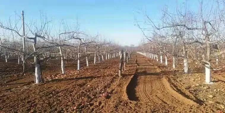 【贯彻全会精神奋力谱写新篇章】向*民报人**告——洛川县槐柏镇