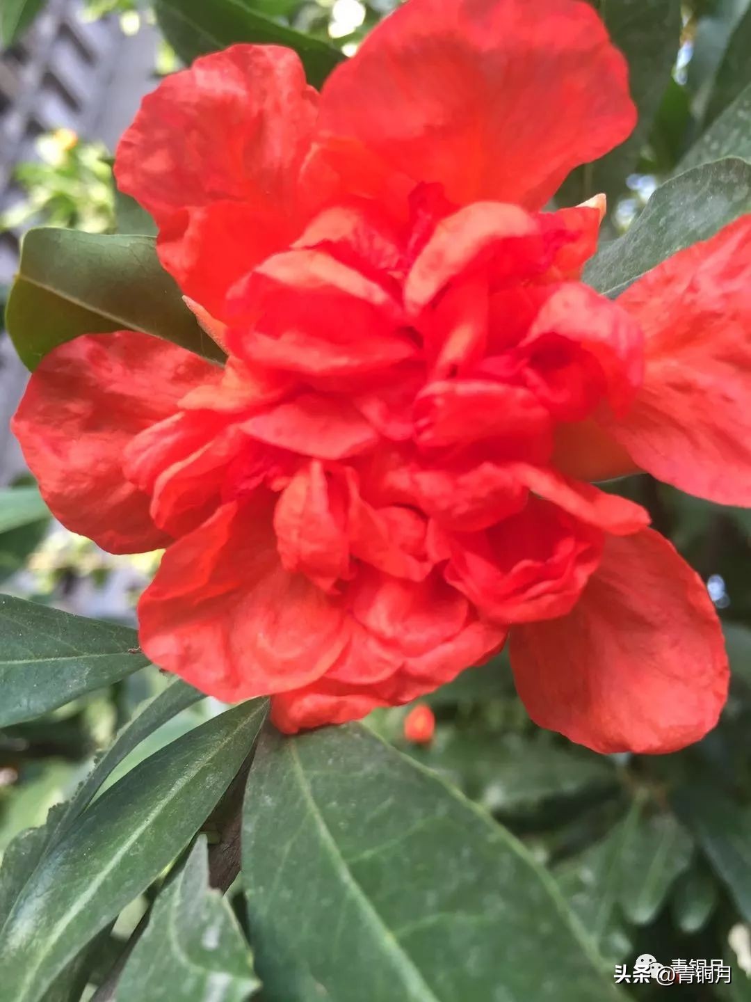 写雪惊艳的诗词,唐宋关于写雪的诗词