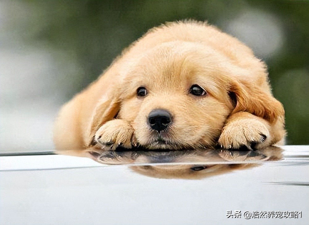 泰迪狗尿不湿怎么用,泰迪狗狗尿里有血块是怎么回事