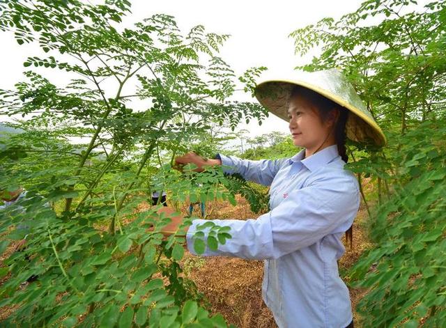 大自然中树有哪些秘密呢,神奇的大自然神奇的树