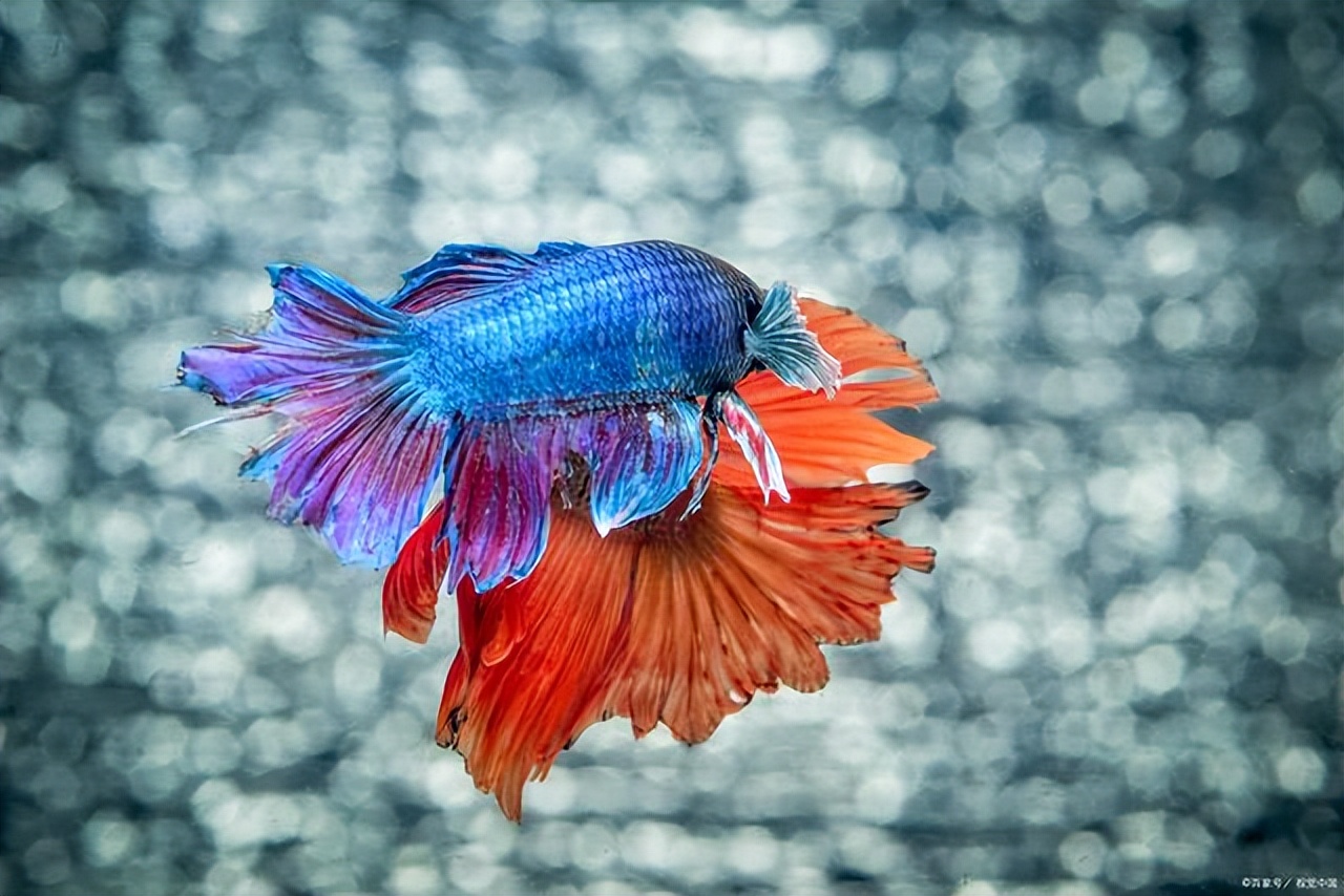 中国斗鱼吃什么饲料好,中国斗鱼饲料制作方法