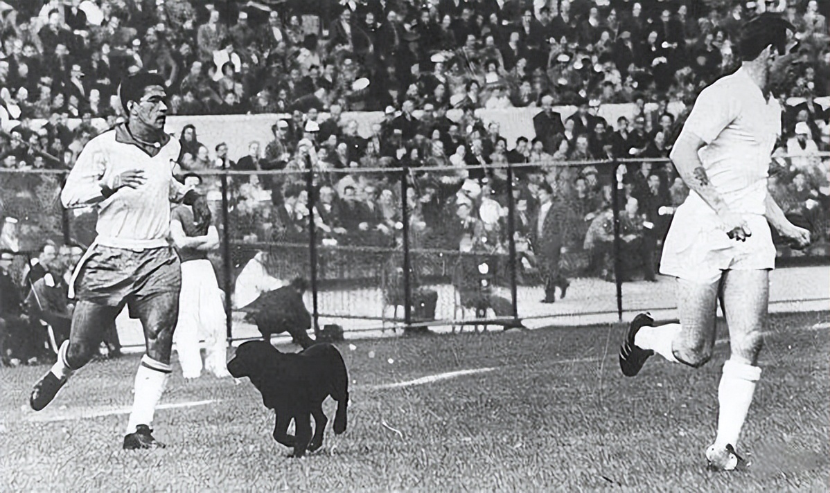 闯进球场、捡到奖杯、接受采访…汪星人和世界杯的缘分也太深了