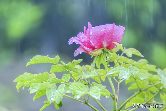 在家养棵发财树寓意着日进斗金,家里养哪些树越老越值钱