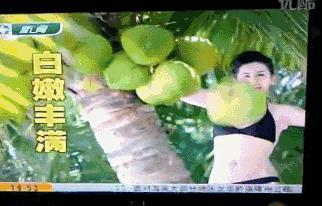 大胆椰树！谁给你胆子搞擦边的？哦，是我们呀…