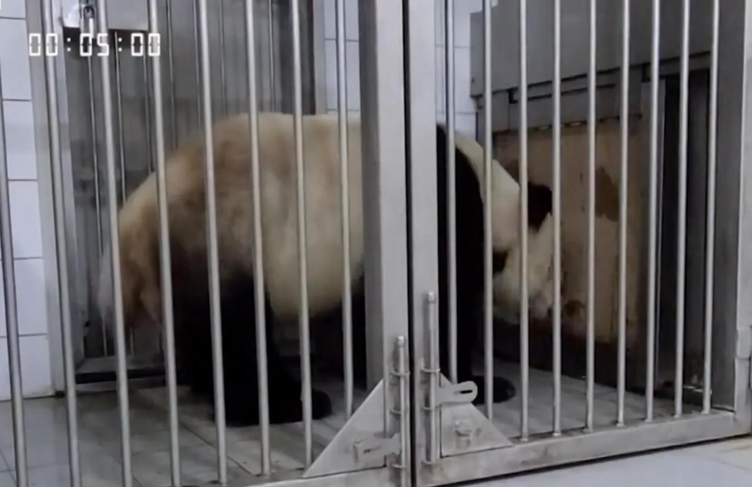 央妈也蹭热度官宣爱宝二胎，宝家族自然繁育的故事，再次开花结果