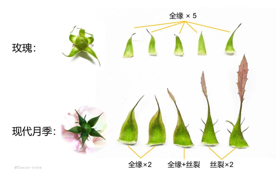 七夕卖玫瑰花要准备什么,七夕买红玫瑰还是彩色玫瑰