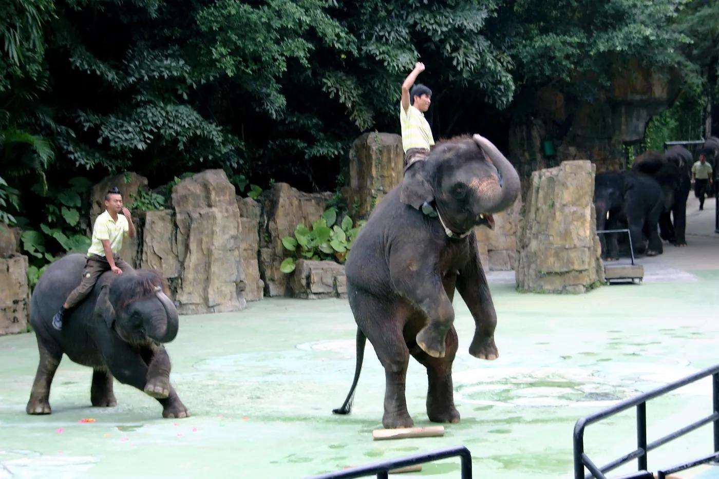 广州长隆野生动物世界有大象吗,广州长隆野生动物世界有多少动物