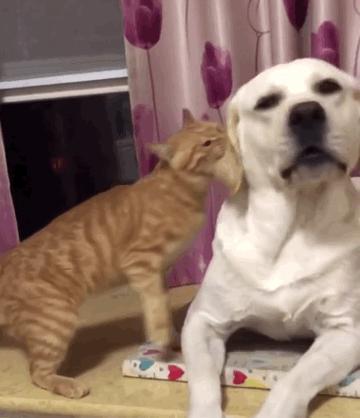 狗狗中最乖的狗是哪一种,狗界最怂的6种狗有危险溜得很快